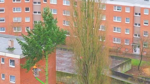 Municipal workers sawing old trees on a city street Stock Footage 83299953
