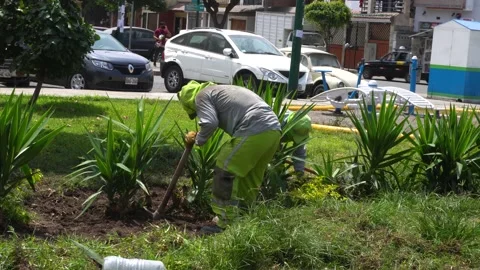 Municipality workers removing weeds from a park and pruning with a shovel Stockbeeldmateriaal 148342438