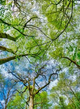 Munk Meadows Foto stock