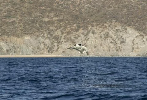 Munk's Devil Rays aka Mobula Rays (Mobula munkiana) in jumping out of the water Stockfoto's