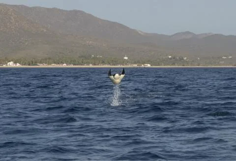 Munk's Devil Rays aka Mobula Rays (Mobula munkiana) in jumping out of the water Stockfoto's