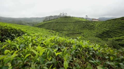 Munnar During Rain Stock Footage 314517613