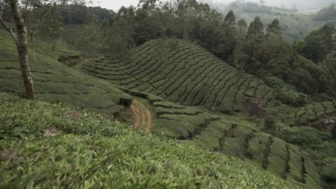 MUNNAR, India - camera pans to reveal hikers walking through tea plantations Stock Footage 86309966