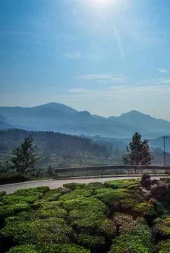 Munnar Landscape Stock Photos