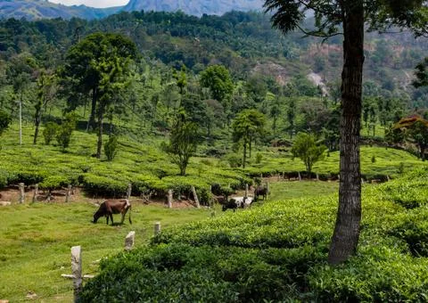 Munnar Landscape Stock Photos