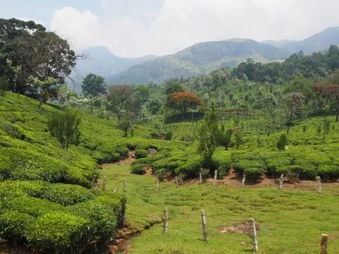 Munnar Landscape Stock Photos