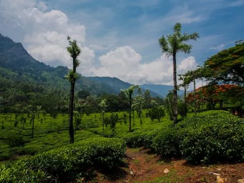Munnar Landscape Stock Photos