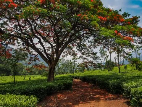 Munnar Landscape 写真素材
