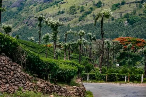Munnar Landscape Stock Photos
