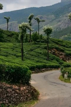 Munnar Landscape Stock Photos