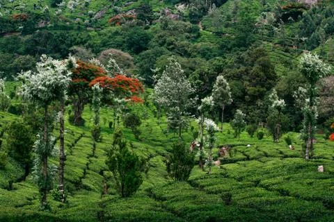 Munnar Landscape Stock Photos