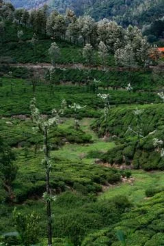 Munnar Landscape Stock Photos