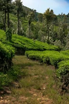 Munnar Landscape Stock Photos