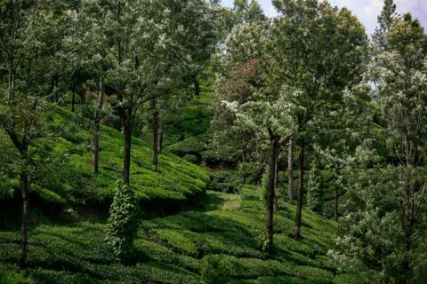 Munnar Landscape Stock Photos