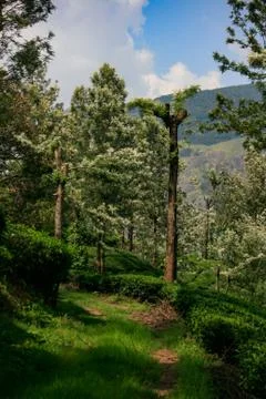 Munnar Landscape Stock Photos