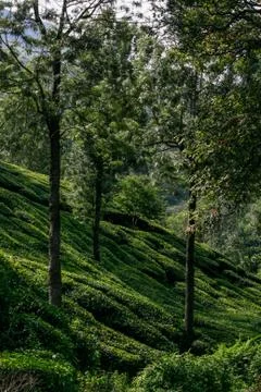 Munnar Landscape Stock Photos