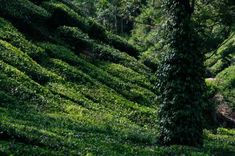 Munnar Landscape Stock Photos