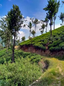 Munnar Landscape Stock Photos