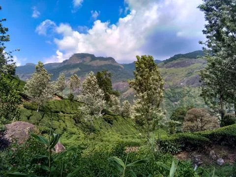 Munnar Landscape Stock Photos