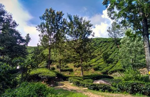 Munnar Landscape 写真素材