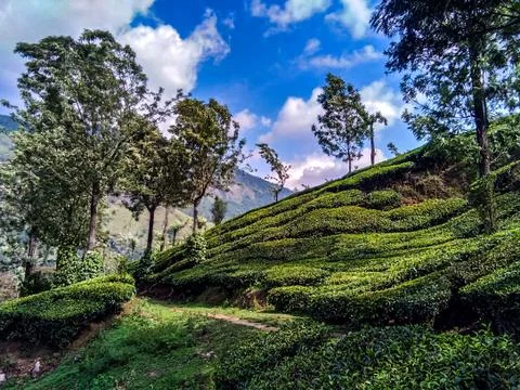 Munnar Landscape Stock Photos