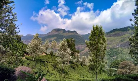Munnar Landscape Stock Photos