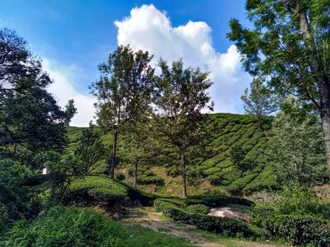 Munnar Landscape Stock Photos