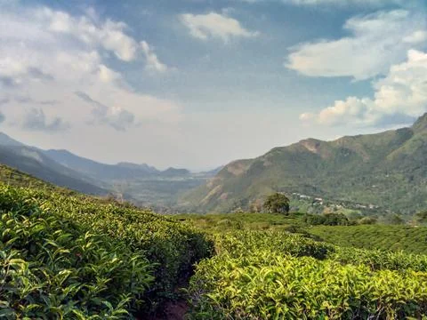 Munnar Landscape Stock Photos