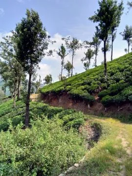 Munnar Landscape Stock Photos