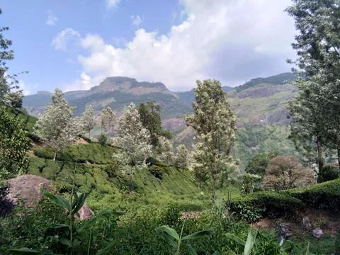 Munnar Landscape Stock Photos