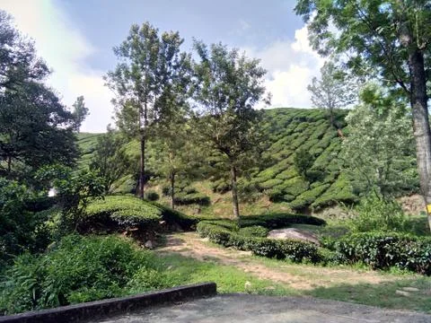 Munnar Landscape Stock Photos