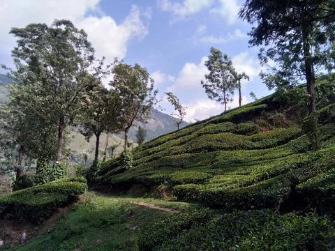 Munnar Landscape Stock Photos