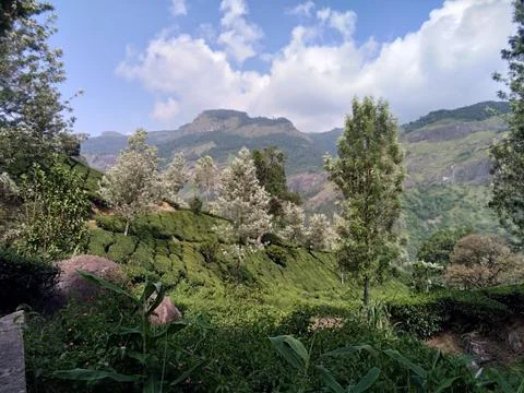 Munnar Landscape 写真素材