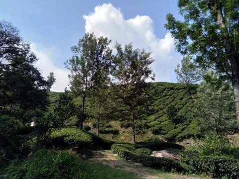 Munnar Landscape Stock Photos