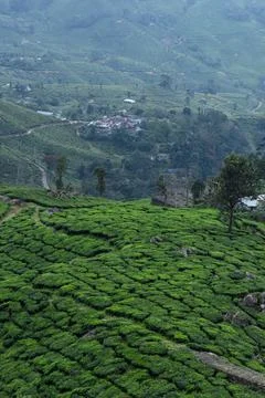Munnar Stock Photos