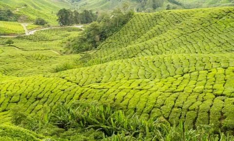 Munnar tea plantations Stock Photos
