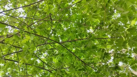 Muntingia tree or Jamaican cherry tree (Muntingia calabura) Stock Footage 310290929