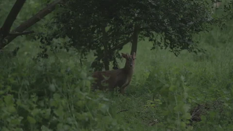 Muntjac Buck 스톡 동영상 137032125