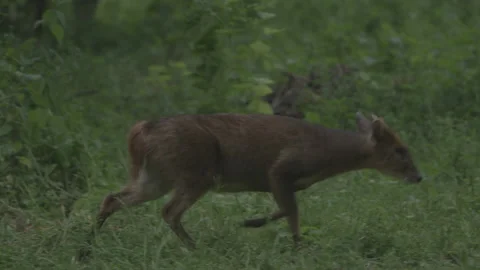 Muntjac Buck (sniffing&amp;exit) 스톡 동영상 137581751