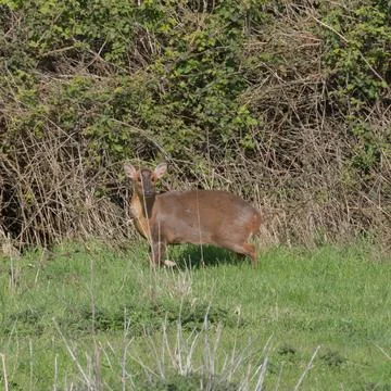 Muntjac Deer alert to the camera Stock Photos
