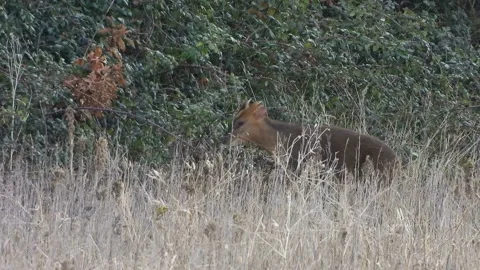 Muntjac Deer. A closer look at a browsing male (Muntiacus reevesi) Stock Footage 238741245