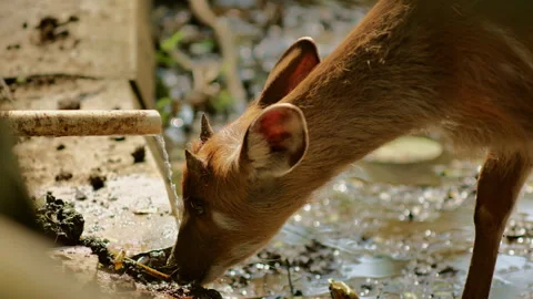 Muntjac deer drinking from a drain pipe, sipping wastewater, harsh reality Stock Footage 288821856