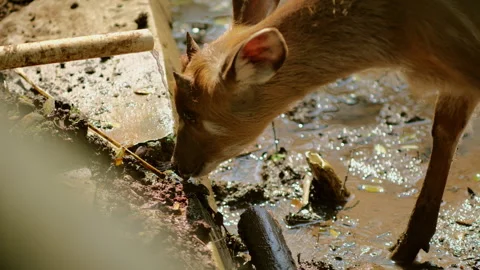 Muntjac deer drinking wastewater drain pipe, survival, habitat loss environtment Stock Footage 288807898