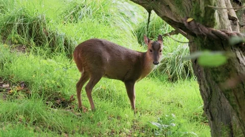 Muntjac Deer Stock Footage 220216488