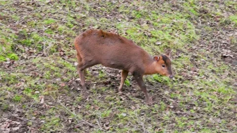 Muntjac Deer Stock Footage 231899313
