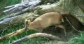Muntjac Deer Grazing HD Footage