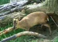 Muntjac Deer Grazing Footage