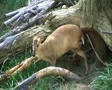 Muntjac Deer Grazing SD Footage