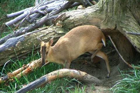 Muntjac Deer Grazing Stock Footage 2784587