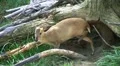 Muntjac Deer Grazing HD Footage
